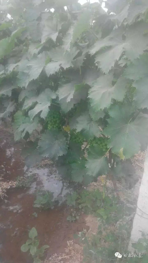 河北省永年县张西堡镇豆下乡村 葡萄基地施用新超肥料效果1.jpg