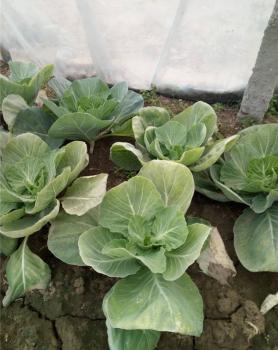 甘蓝使用后效果